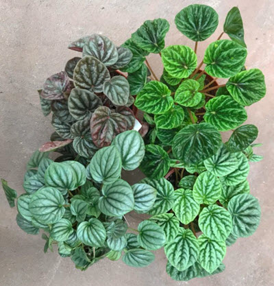 Peperomia Non-Obtusfolia Assortment